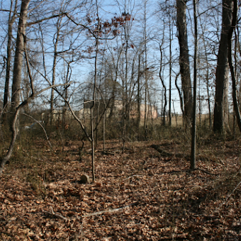 Woods, with leaf-covered ground, and scattered cinder blocks throughout peeking through