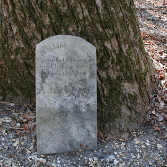 Headstone leaning against a tree
