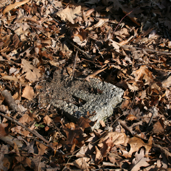 Leaf-covered ground, with cinder block peeking through