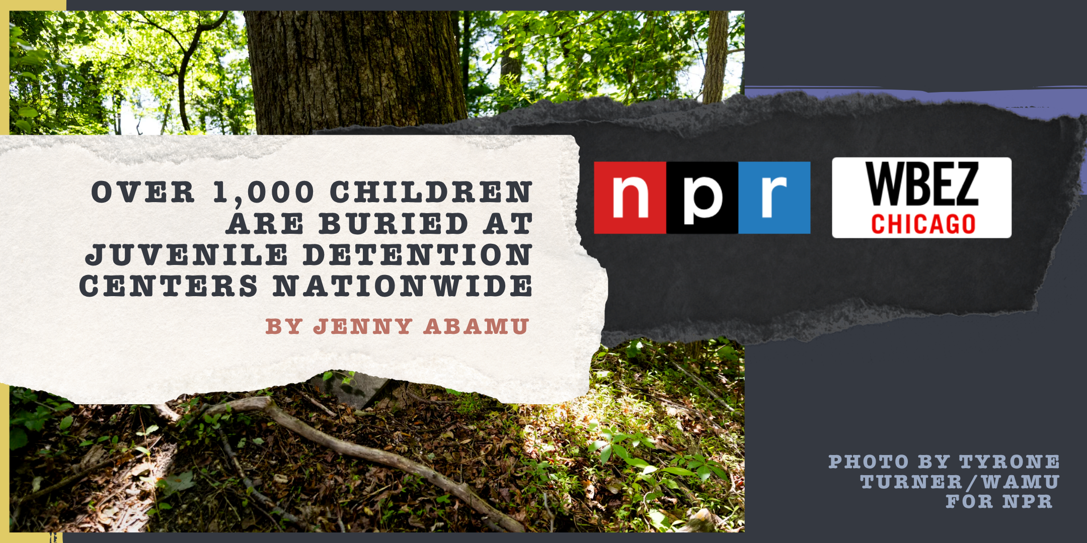Title of NPR article over headstone leaning against a tree
